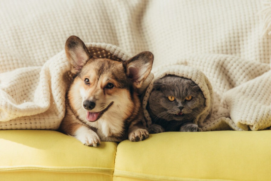 Dog and Cat Under Bedsheet
